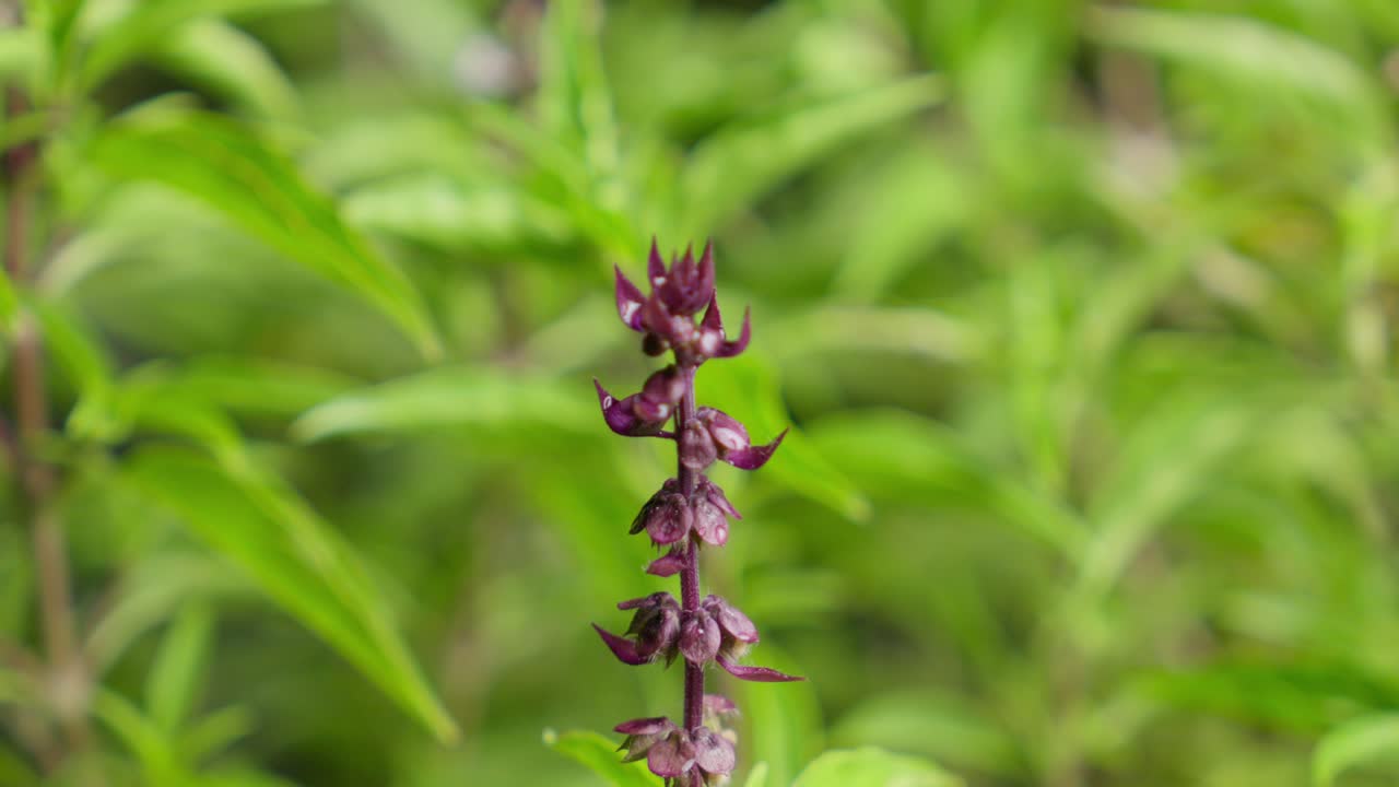 Rain droplets Falling On A Purple Thai Basil Flower (Ocimum Basilicum). Close-up Macro Shot, Outdoor Garden.
