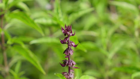 rain droplets falling on a purple thai basil flower (ocimum basilicum). close-up macro shot, outdoor garden.