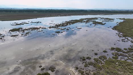 Swamp-marshland-with-birds-flying-over-the-wetlands