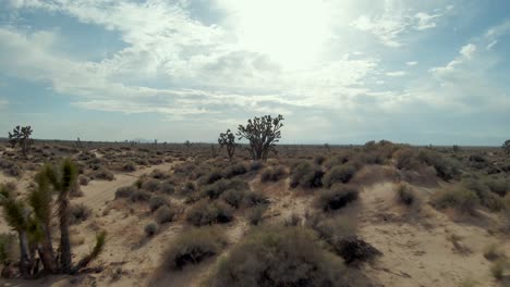 flying in reverse under and between joshua trees in the mojave desert's sandy and arid landscape - aerial first person view