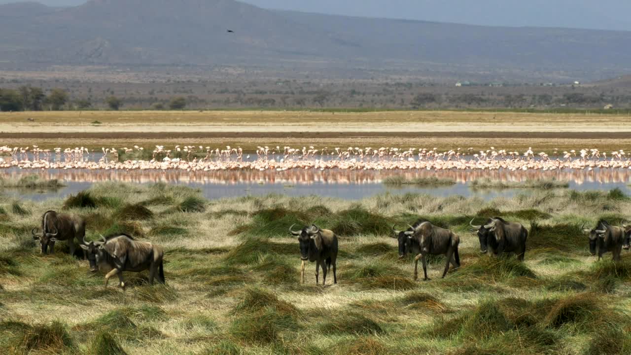 wide shot of wildebeest and flamingoes at amboseli