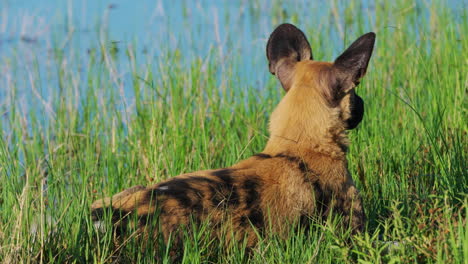 perro salvaje africano descansando en la orilla del río de khwai en botswana, sudáfrica