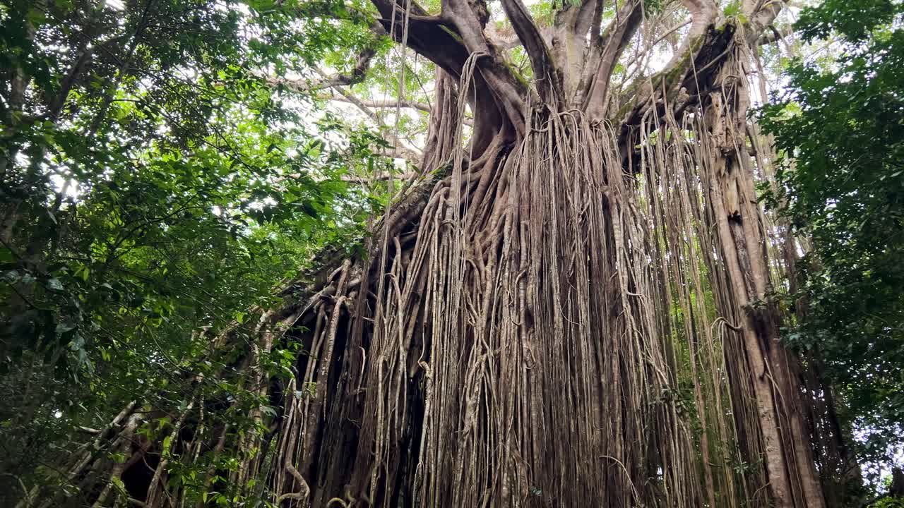 Curtain Fig Tree With Distinctive Aerial Roots On The Atherton Tableland In Queensland, Australia. Low Angle Shot