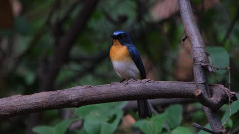 Blickt-Direkt-In-Die-Kamera-Und-Dreht-Dann-Den-Kopf-Nach-Links-Und-Rechts,-Indochinesischer-Blauschnäpper,-Cyornis-Sumatrensis,-Männchen,-Thailand