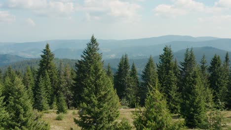 aerial shot over pine trees, mountainside forest in remote european valley