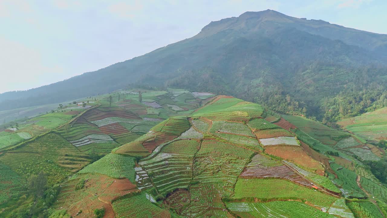 vista aérea de un paisaje de plantación de tabaco en el campo de indonesia