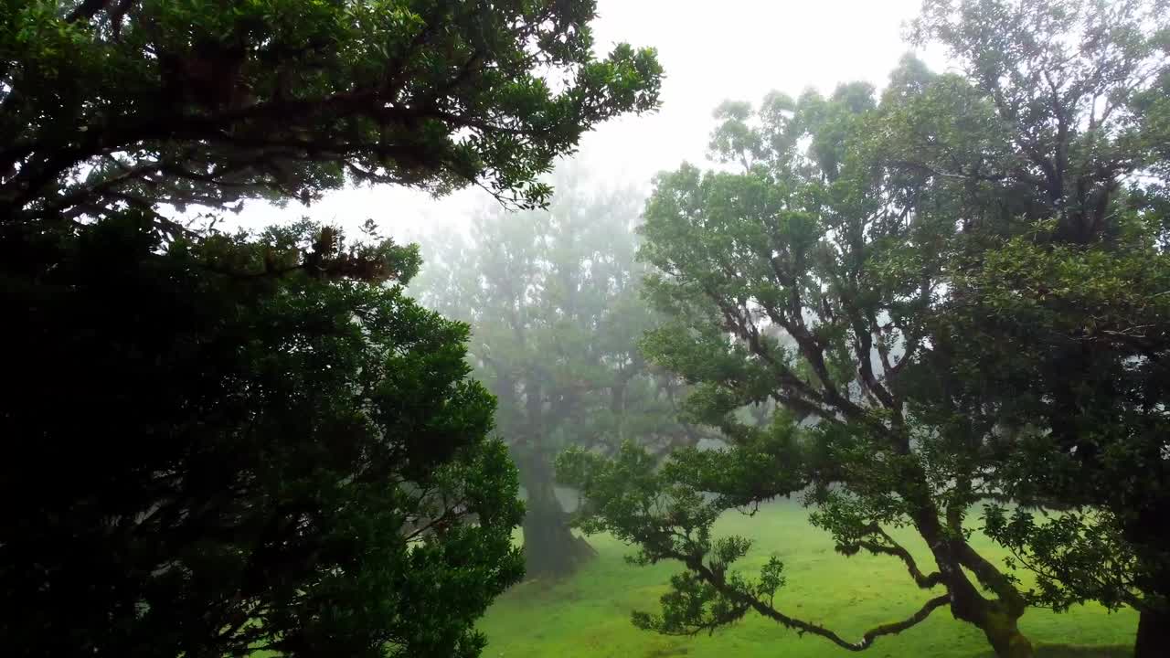 Drone flying through misty forest trees, revealing dense fog and atmospheric scenery. Perfect for nature, wilderness, and cinematic aerial shots