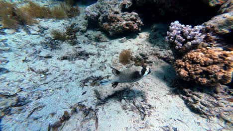 masked puffer fish under the red sea with coral reefs in dahab, egypt