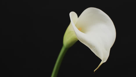 video de la flor de kalia blanca con espacio de copia en fondo negro