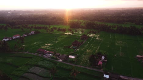 Video-Aéreo-En-Un-Increíble-Campo-De-Arroz-Paisajístico-Cerca-De-Ubud,-Terrazas-De-Arroz,-Bali,-Indonesia,-Con-Un-Dron,-Sobre-Terrazas-De-Arroz-En-Un-Hermoso-Campo-De-Arroz-De-Día