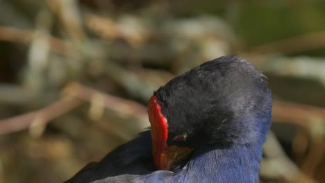 Nahaufnahme-Des-Kopfes-Eines-Pukeko,-Der-Seine-Federn-Putzt,-Auch-Purpurhuhn-Oder-Hühnerhuhn-Genannt