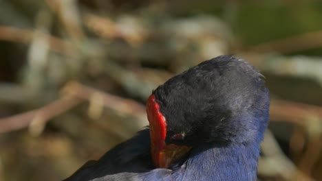 cerca de la cabeza de un pukeko limpiando sus plumas también conocido como un pantano púrpura o gallinule