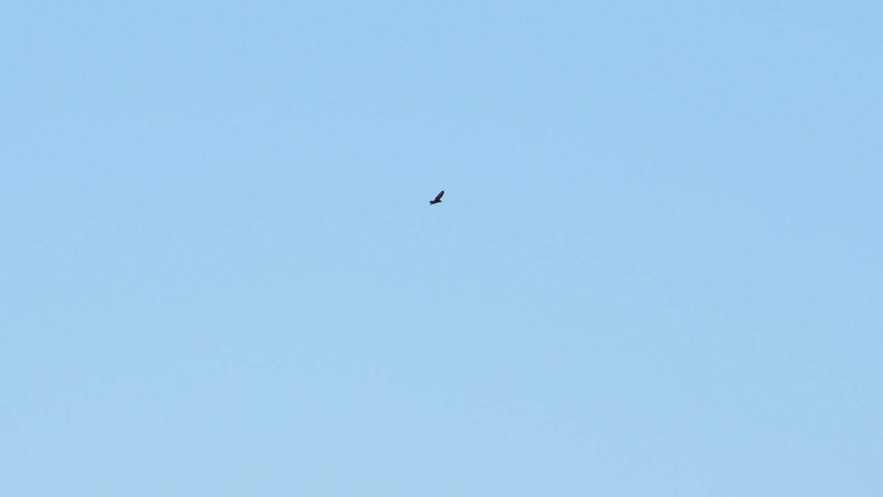 푸른 하늘을 슬로우 모션으로 돌고 있는 독수리