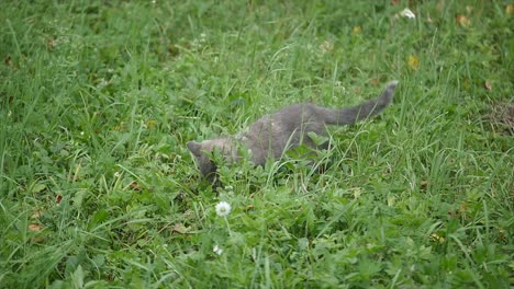cute grey kitty walking on the garden