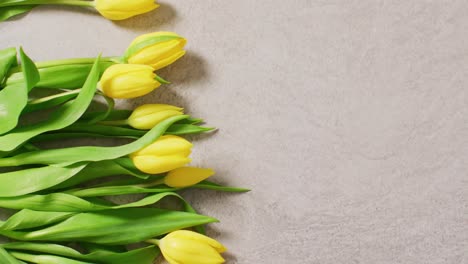 Image-of-yellow-tulips-with-copy-space-on-grey-background