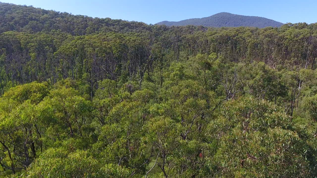 parte superior del bosque