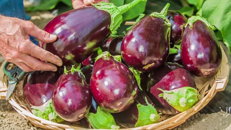 Closeup-view-of-man`s-hands-putting-eggplants-in-woven-basket