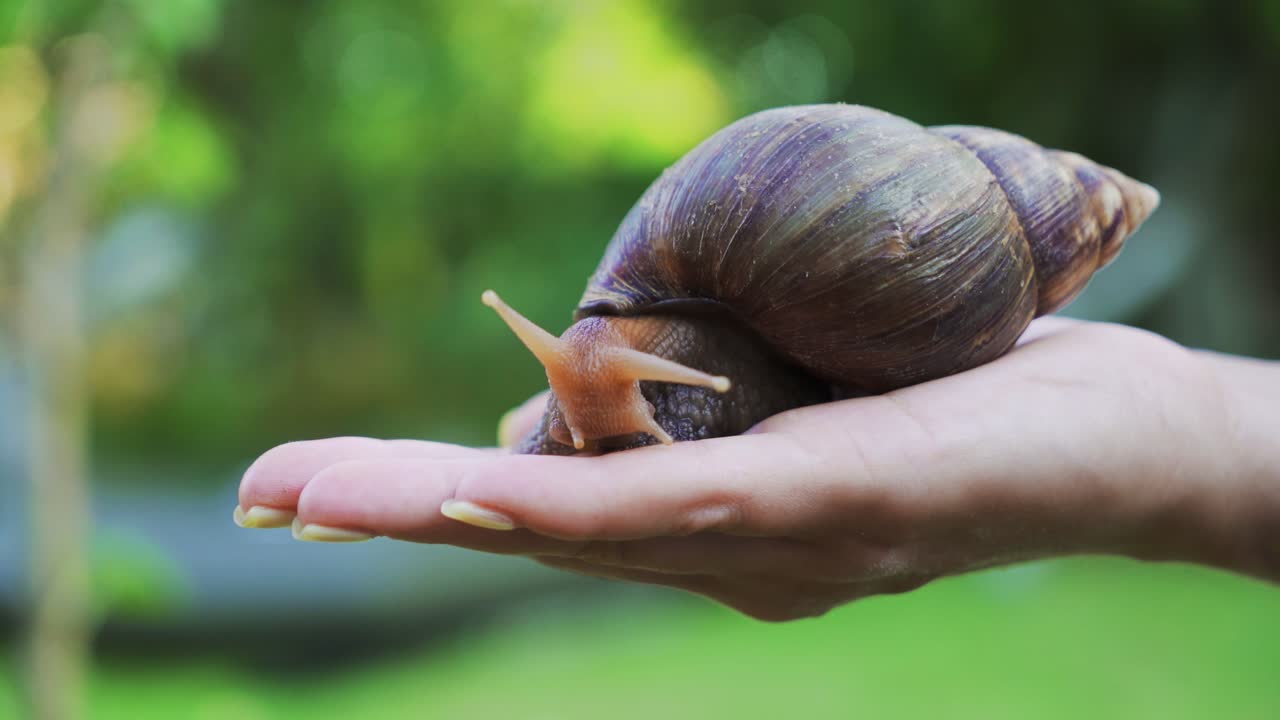 Snail on a woman's palm. Giant African land snail (Achatina fulica)