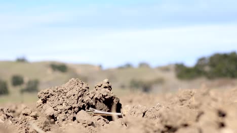suelo en el campo de cultivo seco de california