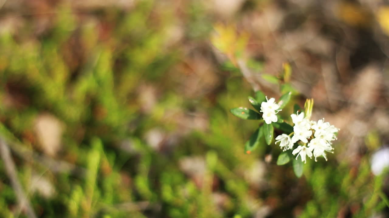 흰 꽃이 바람에 분다