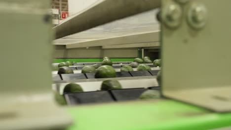 avocado packing house conveyor belt in slow motion