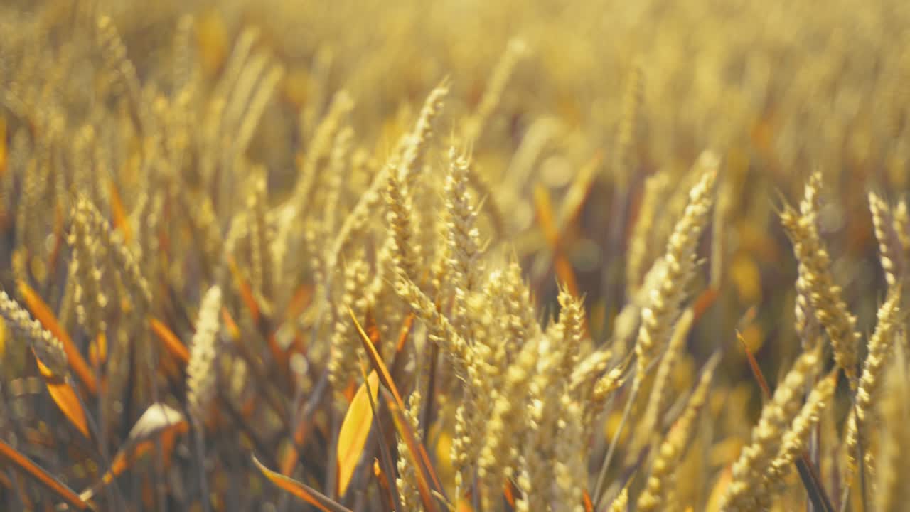 Bathed in golden light, this vast wheat field promises abundance. A serene snapshot of nature's bounty and the essence of wholesome growth.