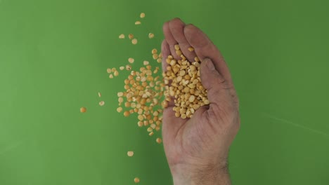 farmer in the palm holds peas grains. pile of grains from a hand fall down on a green background. top view.