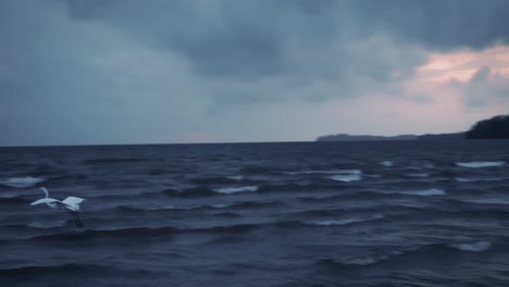 a bird takes of from the shore during