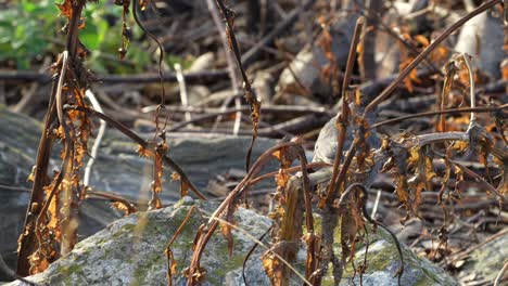 A-gray-catbird-in-the-weeds-and-rocks-by-the-side-of-the-road-in-the-evening-light