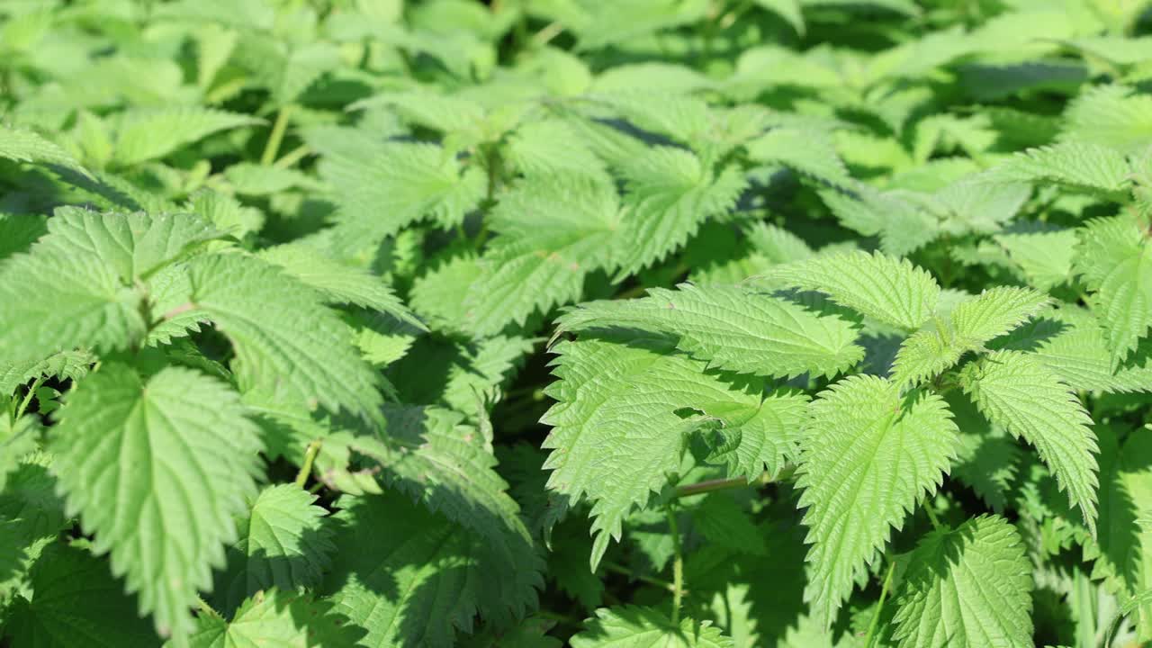 Sfondo verde con piante di ortica, diapositiva a destra