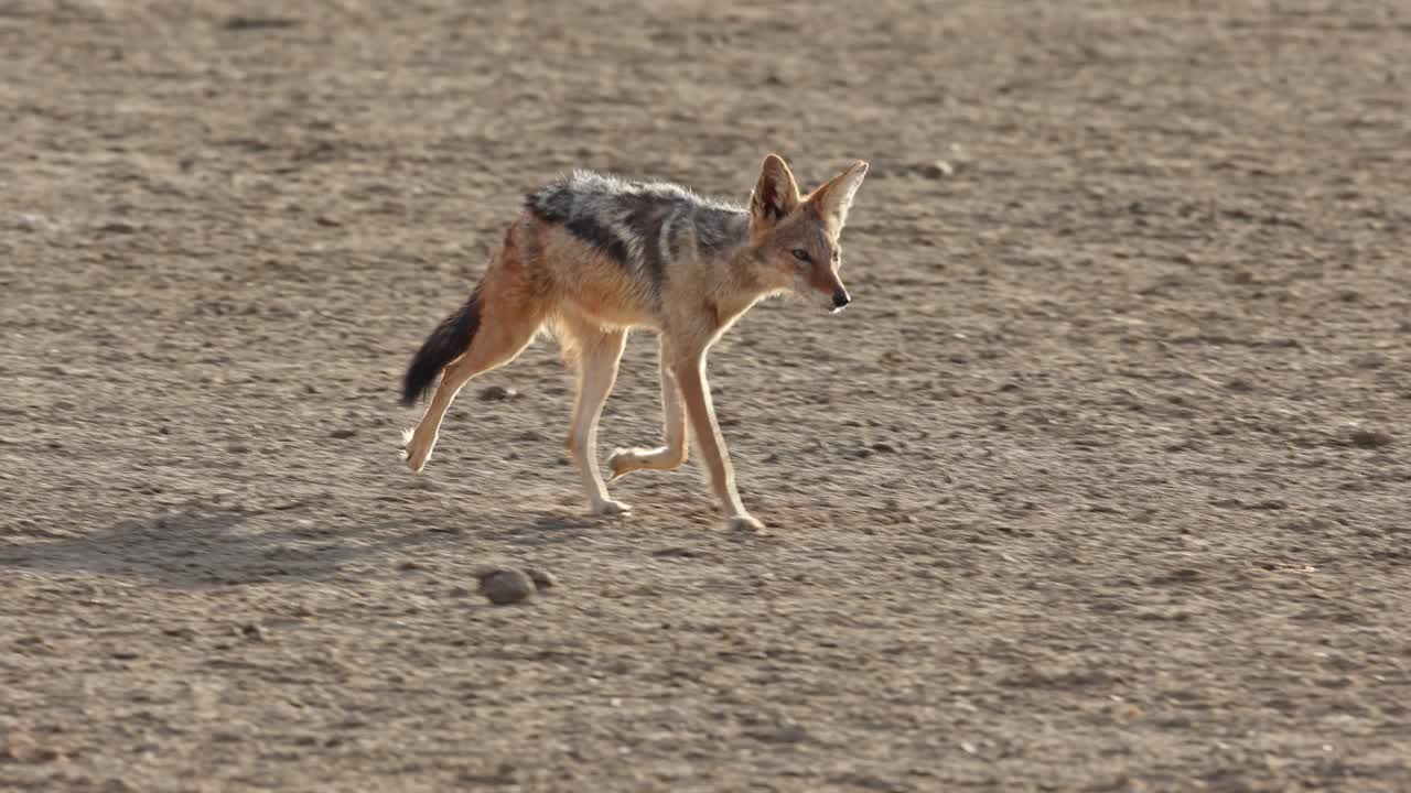 A black-backed jackal trotting through the dusty soil past its partner who is lying down in the foreground, Kgalagadi Transfrontier Park