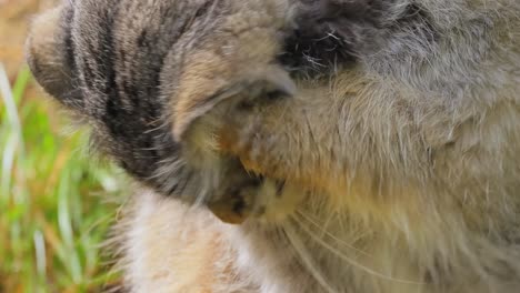 El-Gato-De-Pallas-(otocolobus-Manul),-También-Conocido-Como-Manul,-Es-Un-Pequeño-Gato-Salvaje-Con-Un-Pelaje-Largo-Y-Denso-De-Color-Gris-Claro-Y-Orejas-Redondeadas-De-Inserción-Baja-A-Los-Lados-De-La-Cabeza.