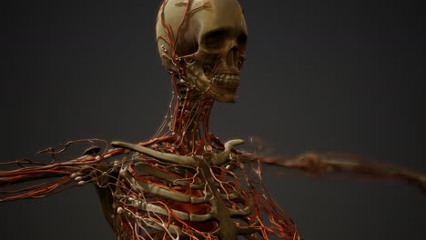 anatomía de los vasos sanguíneos del cuerpo humano