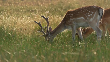 Damhirsche--Mit-Markanten-Mänteln-Grasen-Auf-Saftigen-Wiesen