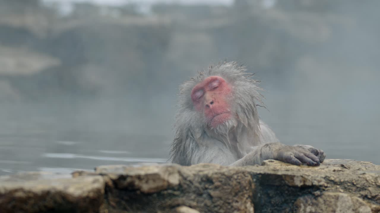 A close-up of a Japanese snow monkey (macaque) peacefully soaking in the warm waters of an onsen at Jigokudani Monkey Park, Japan.