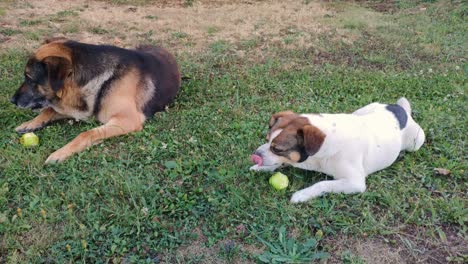 A-German-shepherd-dog-and-another-small-breed-cross-bite-apples-to-eat-directly-from-the-apple-tree-in-a-rested-posture-on-the-grass,-Shot-in-the-foreground,-A-Coruña,-Galicia,-Spain-2