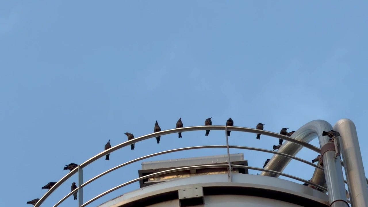 Veduta dal basso di alti silos di un impianto chimico con uno stormo di uccelli neri che volano attraverso il cielo al tramonto