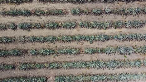 Tiro-Deslizante-De-Agave-Azul-Plantado-En-Líneas-Infinitas,-Maguey,-Oaxaca,-México