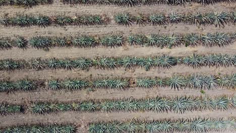 tiro deslizante de agave azul plantado en líneas infinitas, maguey, oaxaca, méxico