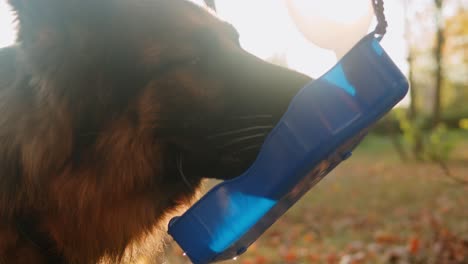 german shepherd drinking water outdoors