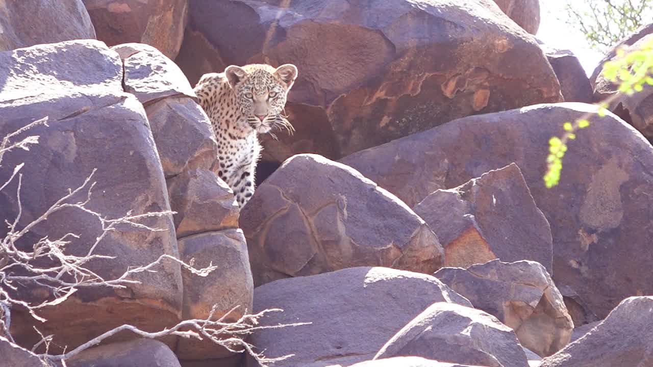 표범은 나미비아 2의 아프리카 사바나에 있는 사파리의 바위 절벽에 있는 농어에서 내려다보고 있습니다.