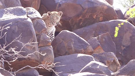 a leopard looks down from a perch on a rock cliff on safari on the african savannah in namibia 2