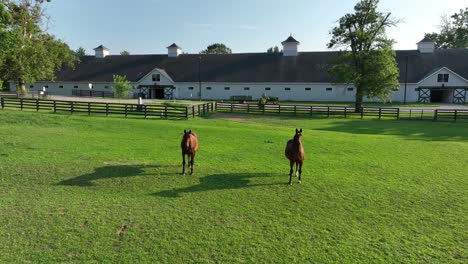 caballos de raza de pura sangre en una granja de caballos de cría en kentucky