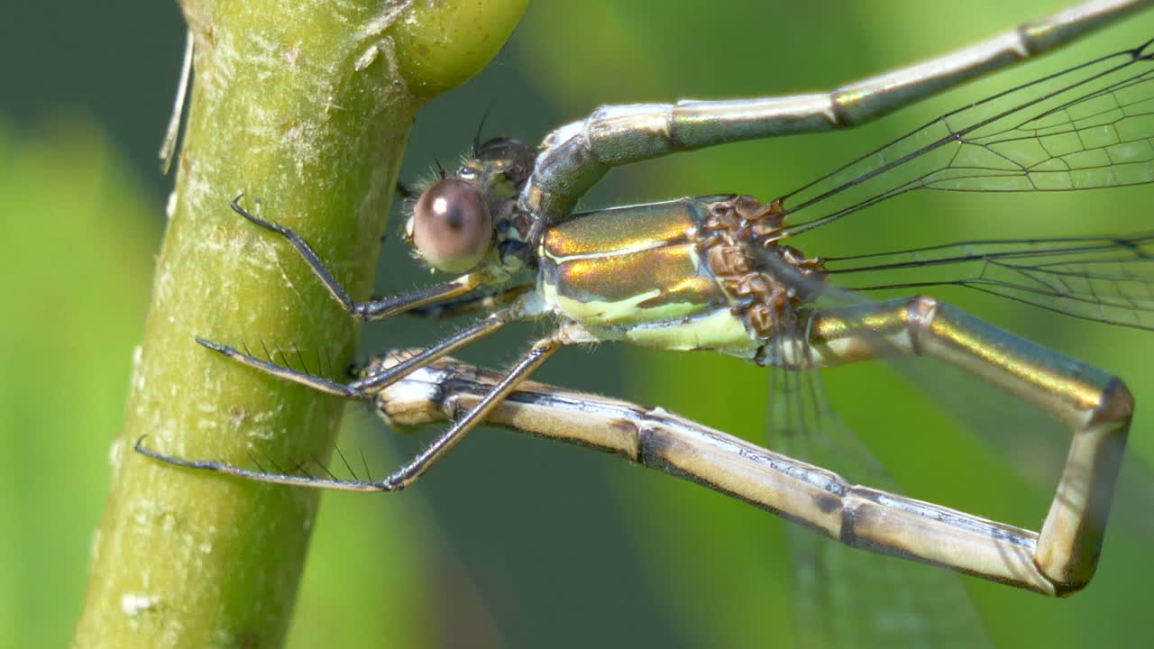 매크로는 햇빛, 4k 동안 녹색 줄기에 행동하는 damselfly 곤충의 닫습니다