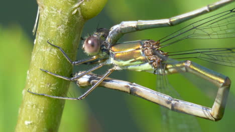 macro close up of damselfly insect in action on green stalk during sunlight,4k