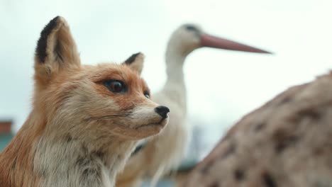 Ausgestopfte-Tiere-Werden-Draußen-Ausgestellt