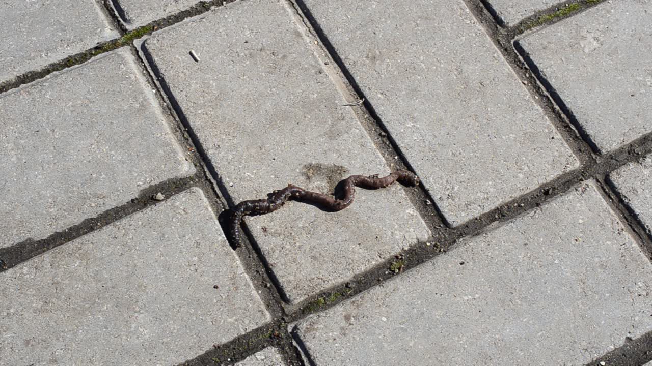 Shooting in the city. Worm on a tile
