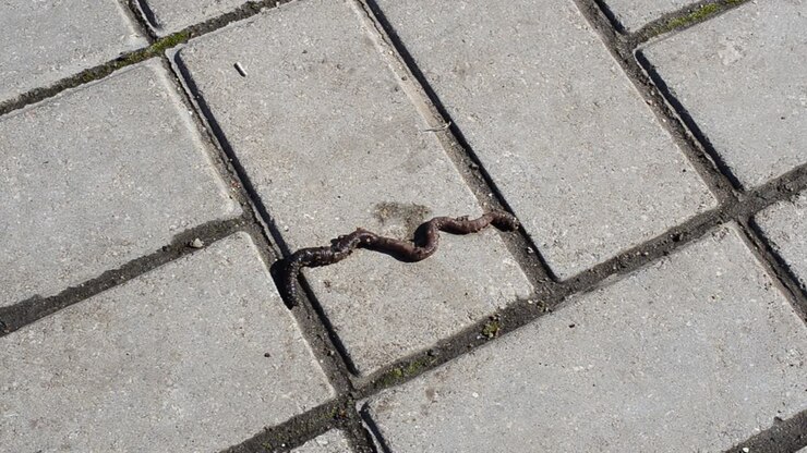 Shooting in the city. Worm on a tile
