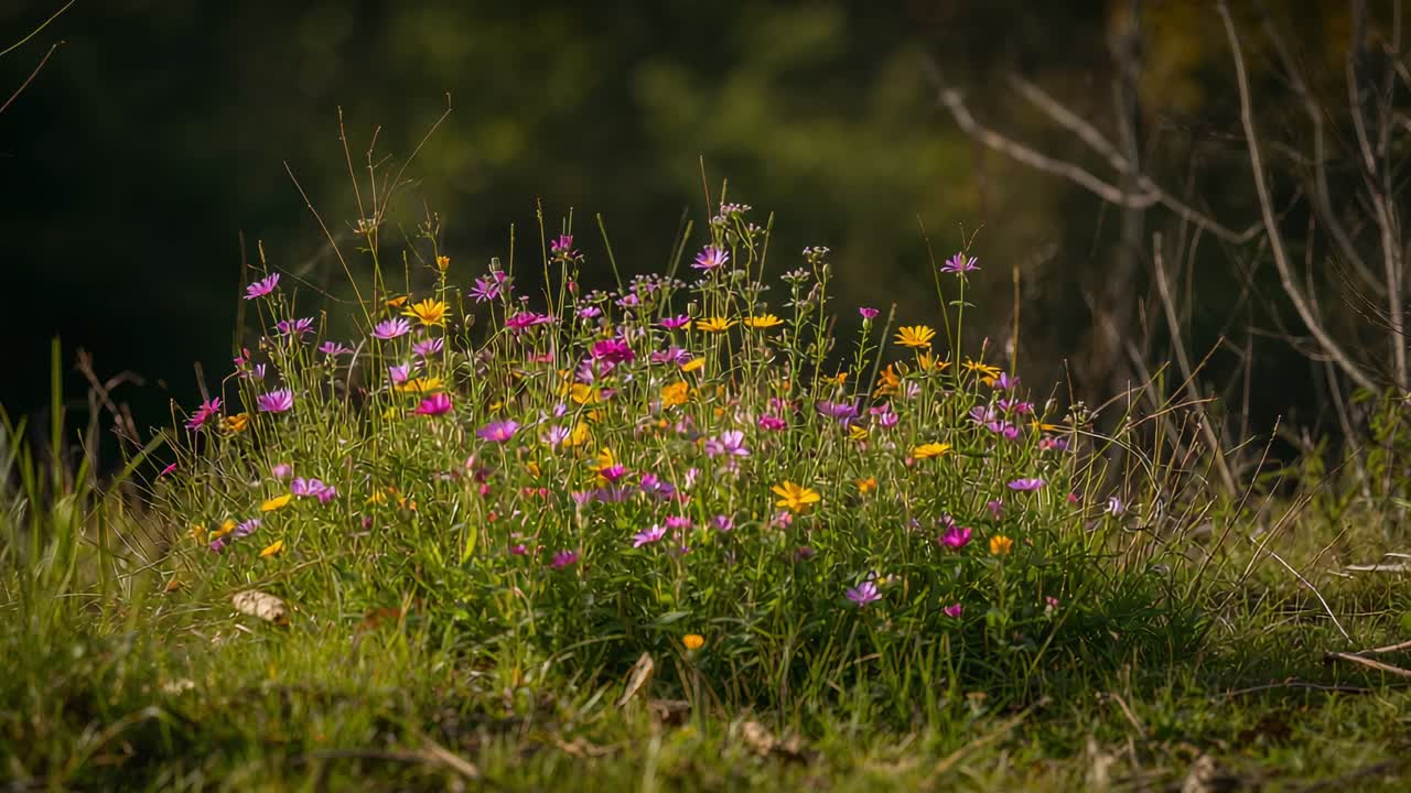 Sich bewegende Kamera, die sich auf einen niedrigen Hügel mit Wildblumen am Feldrand zubewegt und sonnenbeschienene Details einfängt