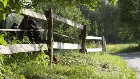 two brown horses eating grass behind the fence next to a dusty road on a lovely sunny day